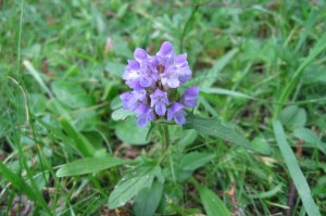 Prunella grandiflora (1) (1200 x 799)